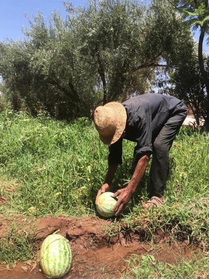 Upupa De L'Atlas Ouled el guerne Kültér fotó